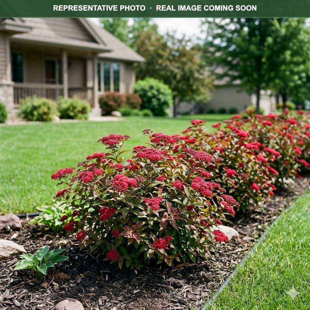 Spirea Japonica 'double Play Doozie' - View 40 from www redcrocus com