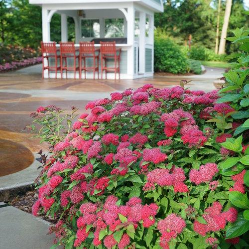 Spirea Japonica 'double Play Doozie' - View 4 from www redcrocus com