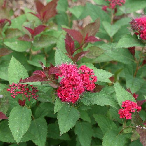 Spirea Japonica 'double Play Doozie' - View 6 from www redcrocus com