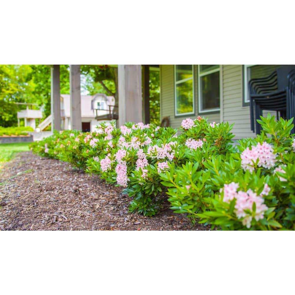 Rhododendron 'bloombux Blush' - View 32 from www redcrocus com