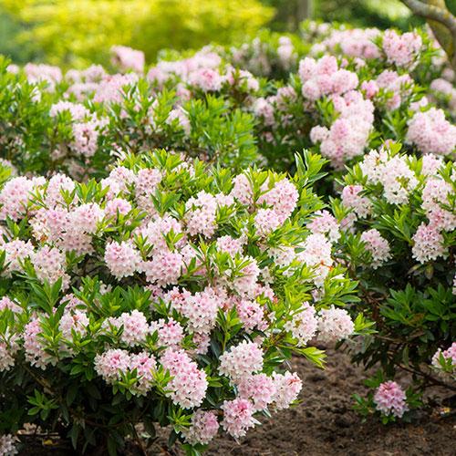 Rhododendron 'bloombux Blush' - View 36 from www redcrocus com