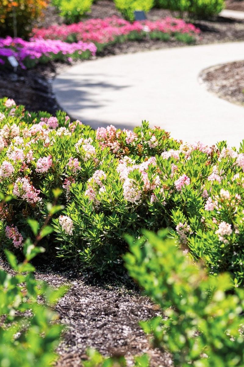 Rhododendron 'bloombux Blush' - View 40 from www redcrocus com