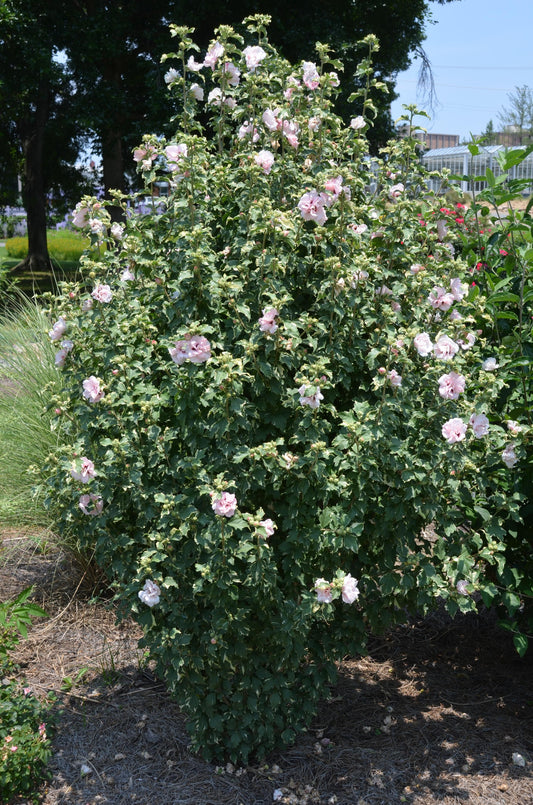 Hibiscus Syriacus 'sugar Tip' - View 14 from www redcrocus com