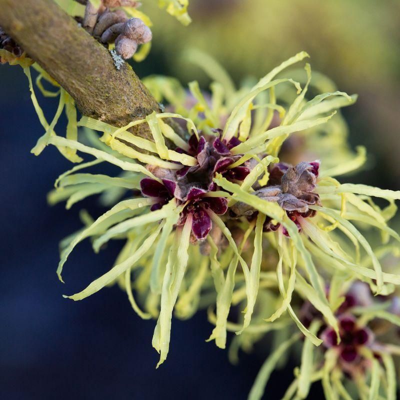 Hamamelis Mollis 'pallida' - View 11 from www redcrocus com