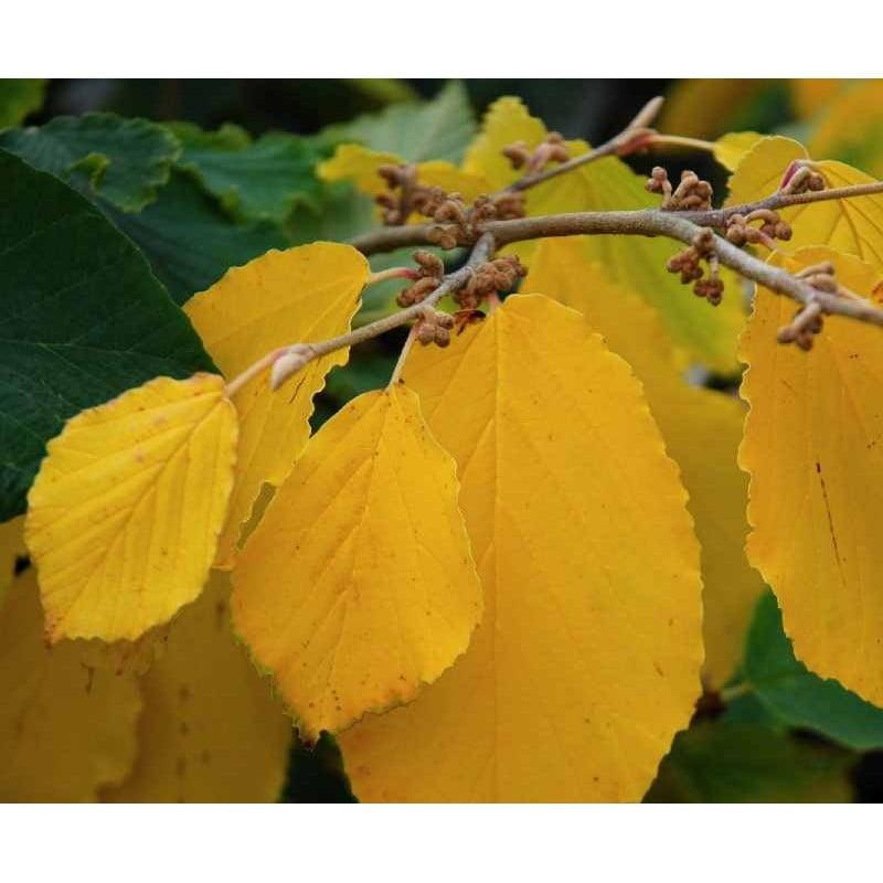 Hamamelis Mollis 'pallida' - View 16 from www redcrocus com