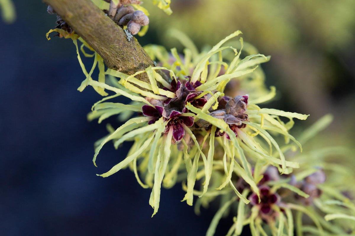 Hamamelis Mollis 'pallida' - View 17 from www redcrocus com