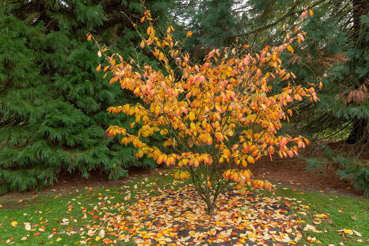 Hamamelis Mollis 'pallida' - View 19 from www redcrocus com