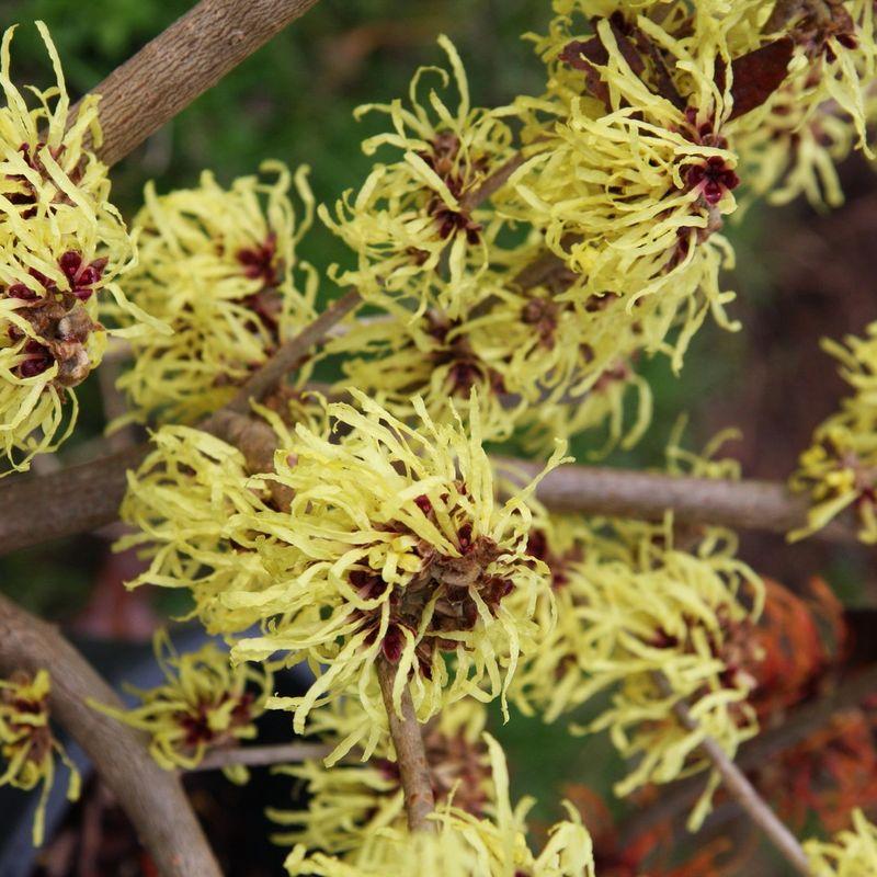 Hamamelis Mollis 'pallida' - View 20 from www redcrocus com