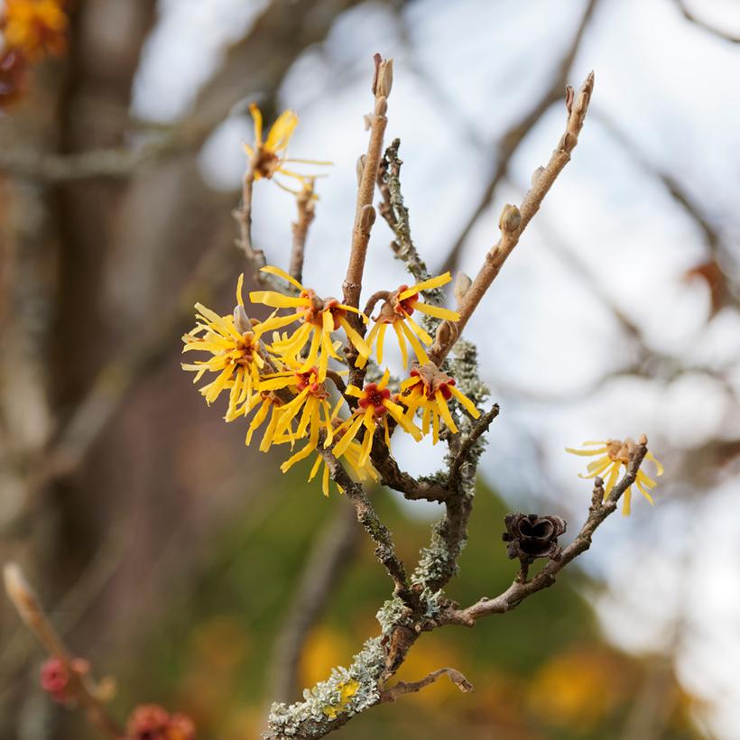 Hamamelis Mollis 'pallida' - View 22 from www redcrocus com