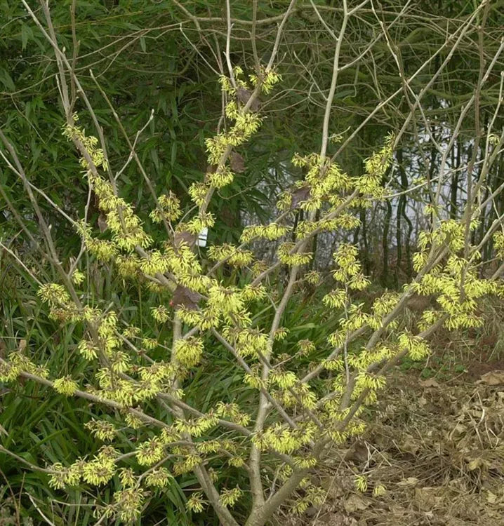 Hamamelis Mollis 'pallida' - View 24 from www redcrocus com