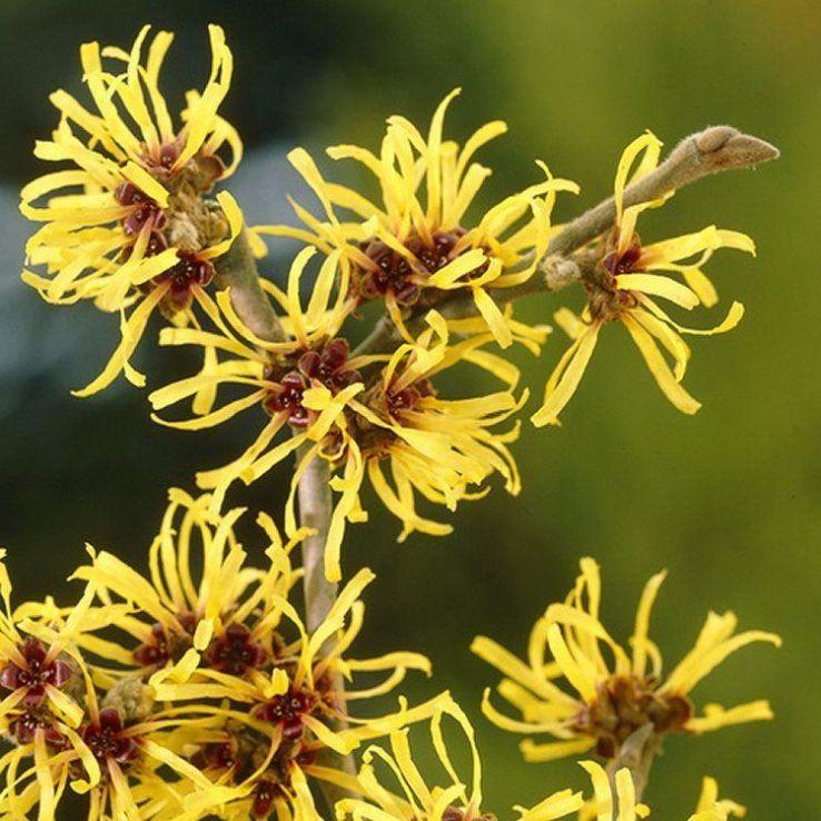 Hamamelis Mollis 'pallida' - View 3 from www redcrocus com