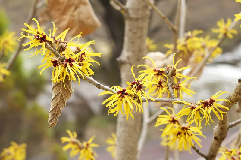 Hamamelis Mollis 'pallida' - View 9 from www redcrocus com