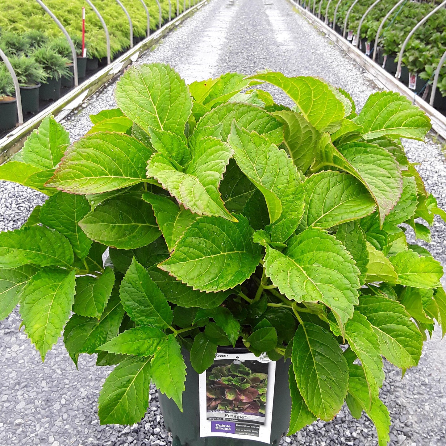 Hydrangea Macrophylla 'froggie' - View 10 from www redcrocus com