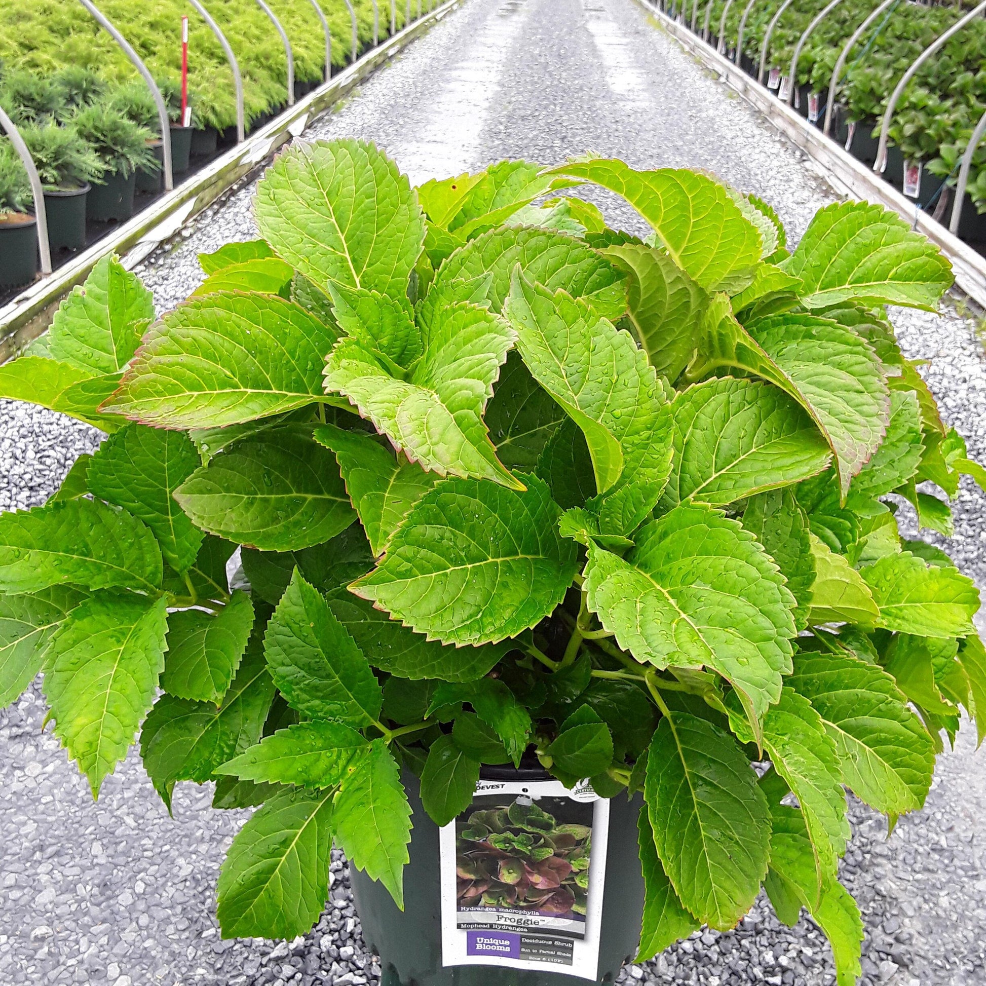 Hydrangea Macrophylla 'froggie' - View 10 from www redcrocus com
