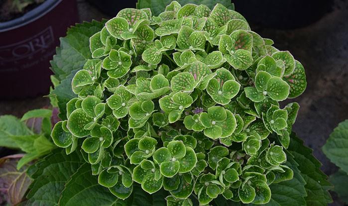 Hydrangea Macrophylla 'froggie' - View 11 from www redcrocus com