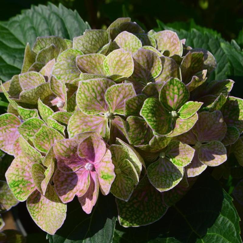 Hydrangea Macrophylla 'froggie' - View 14 from www redcrocus com
