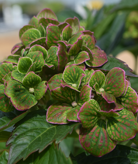 Hydrangea Macrophylla 'froggie' - View 20 from www redcrocus com