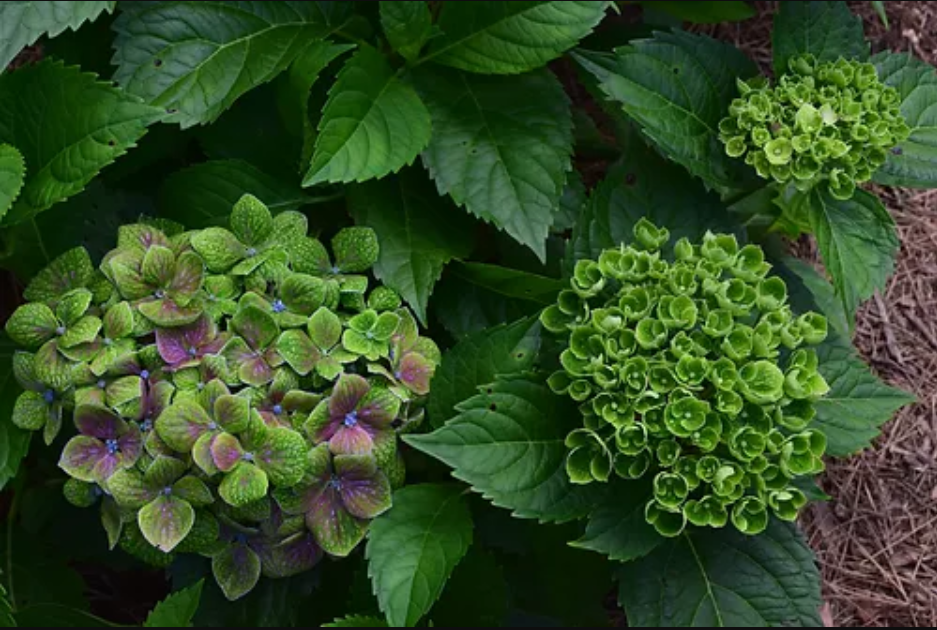 Hydrangea Macrophylla 'froggie' - View 22 from www redcrocus com
