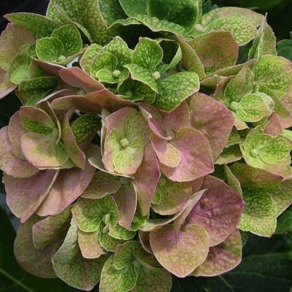 Hydrangea Macrophylla 'froggie' - View 26 from www redcrocus com