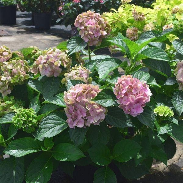 Hydrangea Macrophylla 'froggie' - View 27 from www redcrocus com
