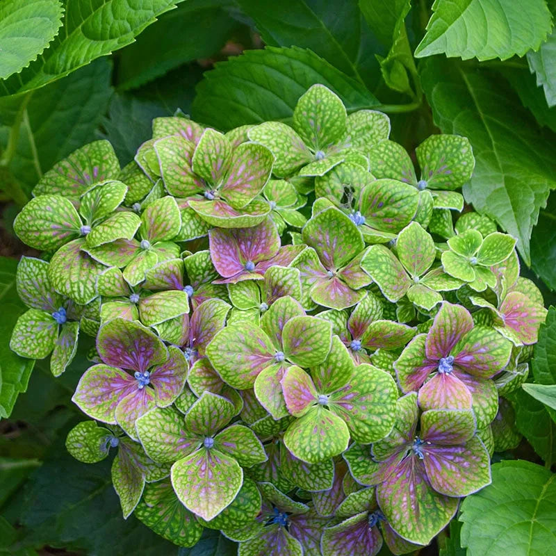 Hydrangea Macrophylla 'froggie' - View 2 from www redcrocus com