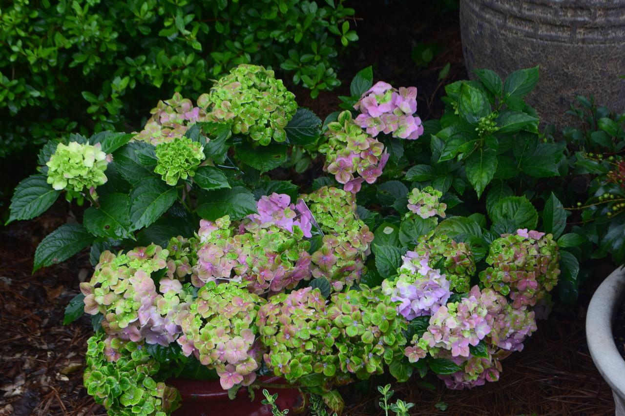 Hydrangea Macrophylla 'froggie' - View 3 from www redcrocus com