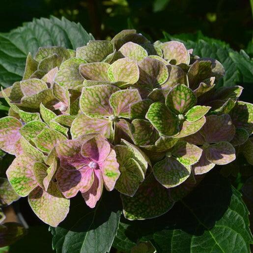 Hydrangea Macrophylla 'froggie' - View 5 from www redcrocus com