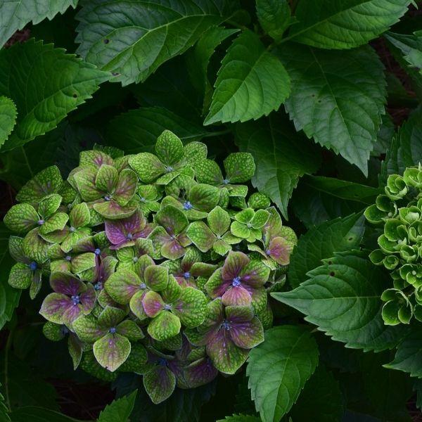 Hydrangea Macrophylla 'froggie' - View 6 from www redcrocus com