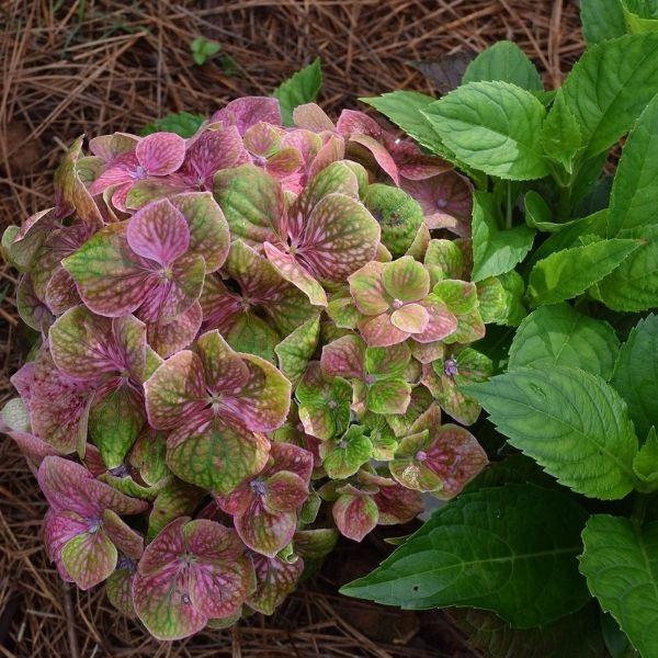 Hydrangea Macrophylla 'froggie' - View 8 from www redcrocus com