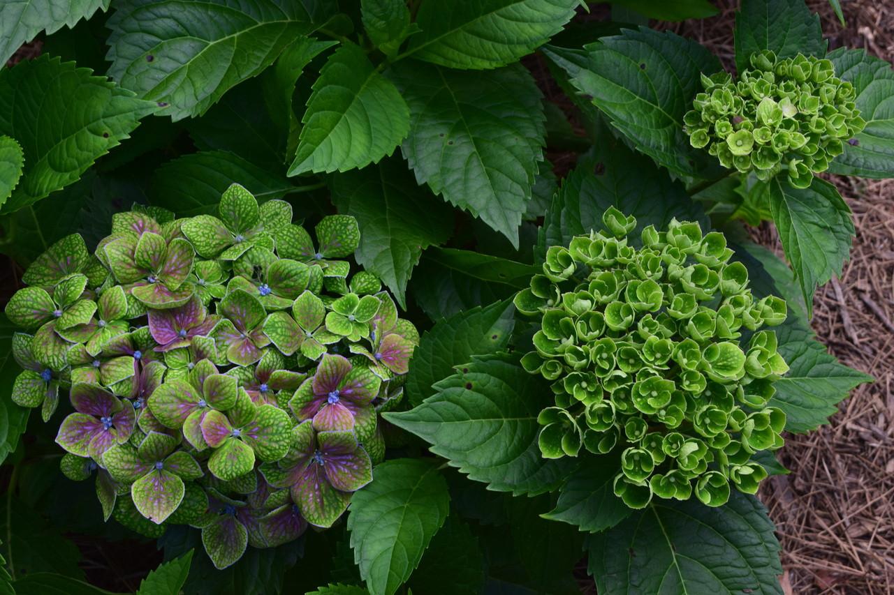 Hydrangea Macrophylla 'froggie' - View 9 from www redcrocus com