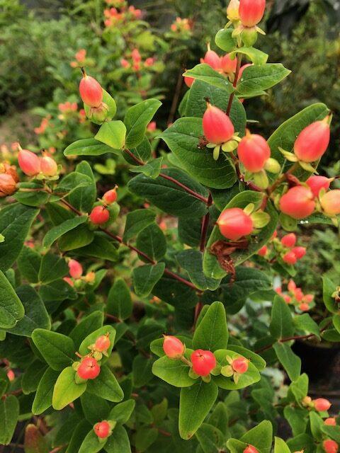 Hypericum 'pumpkin' - View 11 from www redcrocus com