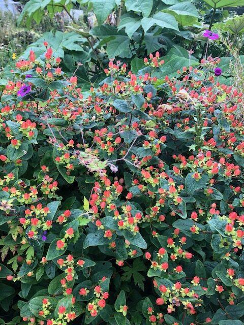 Hypericum 'pumpkin' - View 13 from www redcrocus com
