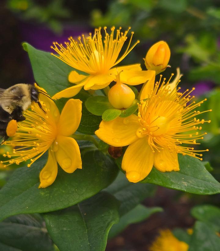 Hypericum 'pumpkin' - View 16 from www redcrocus com