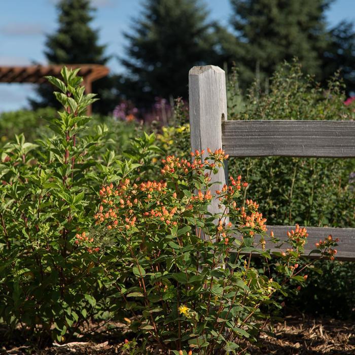Hypericum 'pumpkin' - View 17 from www redcrocus com