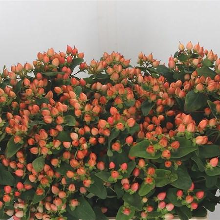 Hypericum 'pumpkin' - View 19 from www redcrocus com