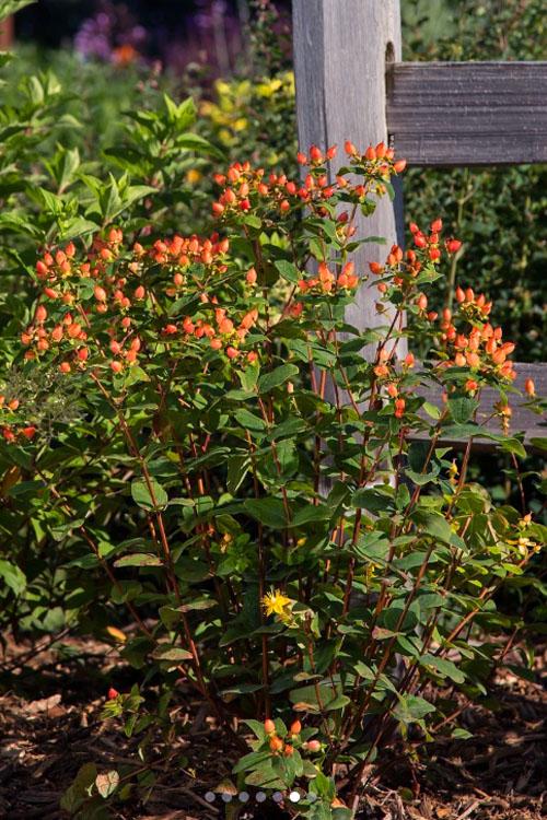 Hypericum 'pumpkin' - View 1 from www redcrocus com