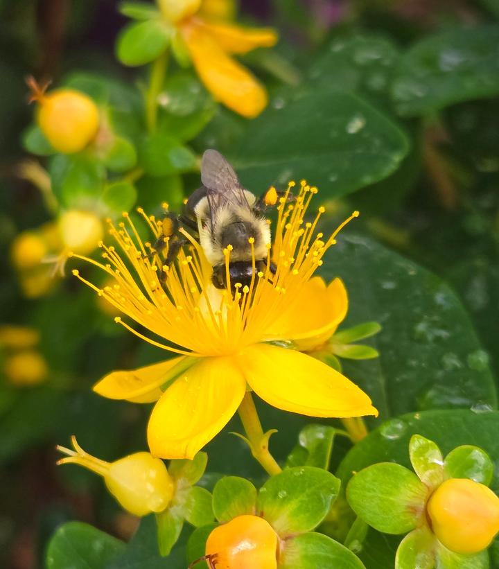 Hypericum 'pumpkin' - View 20 from www redcrocus com