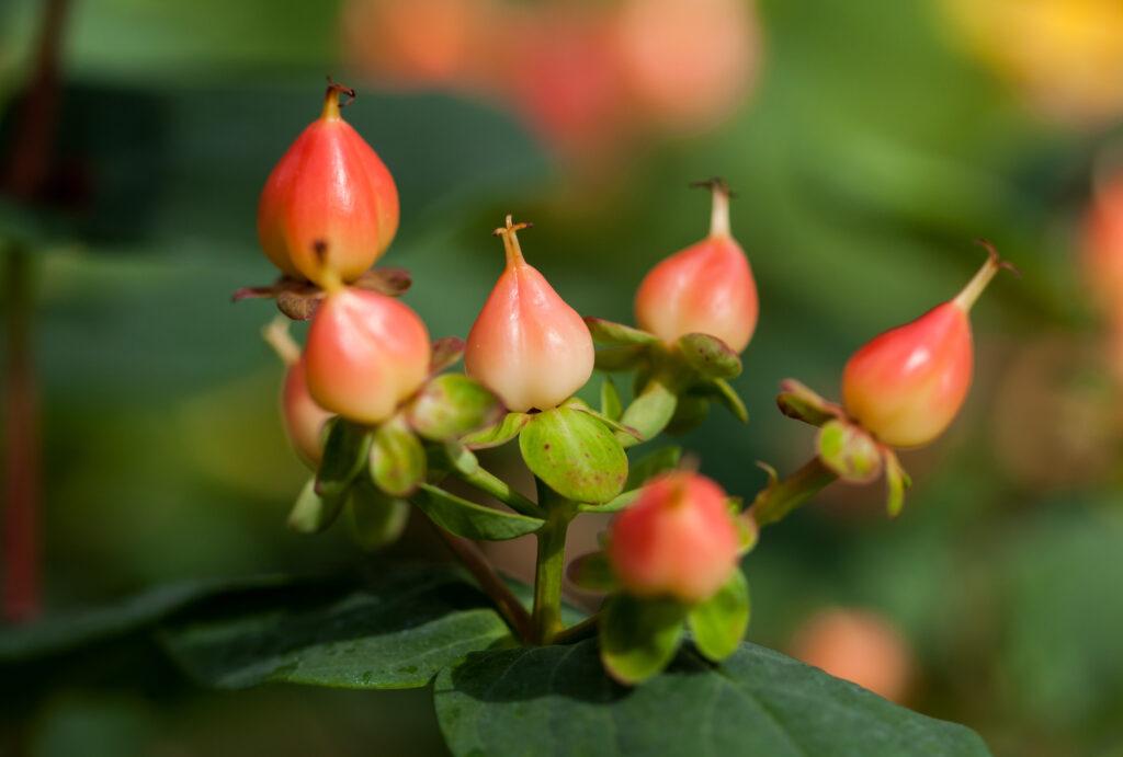 Hypericum 'pumpkin' - View 22 from www redcrocus com