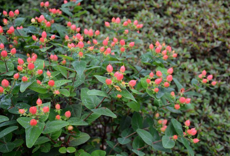 Hypericum 'pumpkin' - View 23 from www redcrocus com