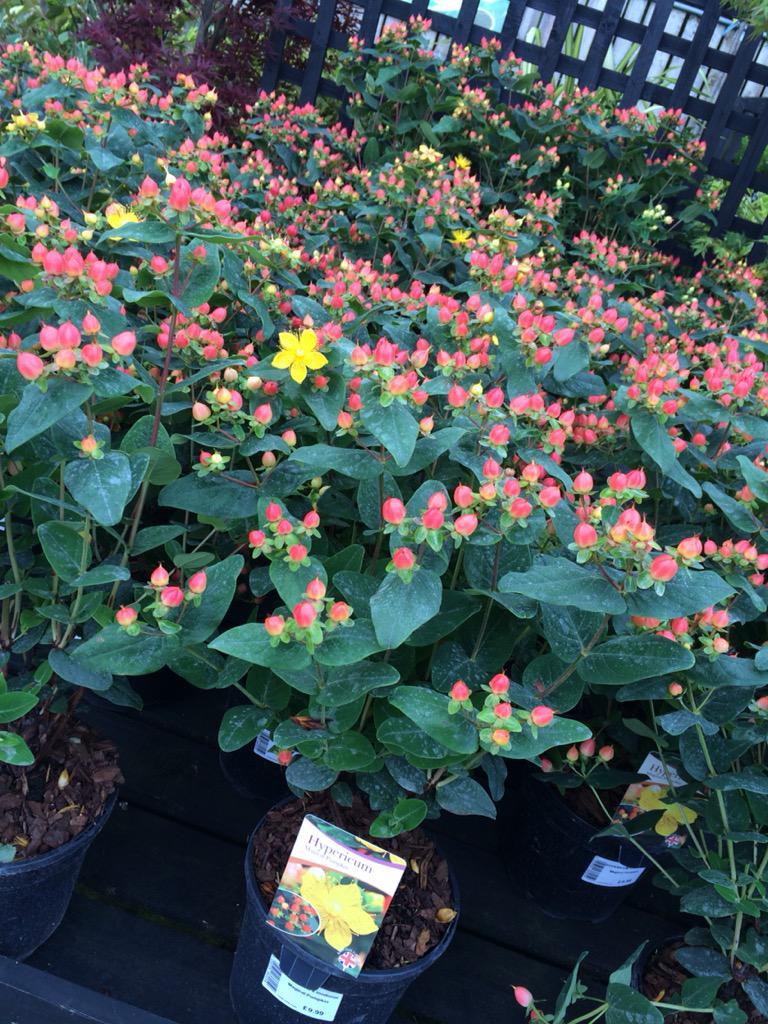Hypericum 'pumpkin' - View 24 from www redcrocus com