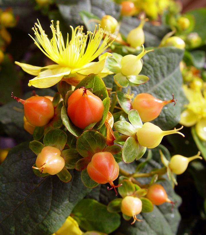 Hypericum 'pumpkin' - View 25 from www redcrocus com