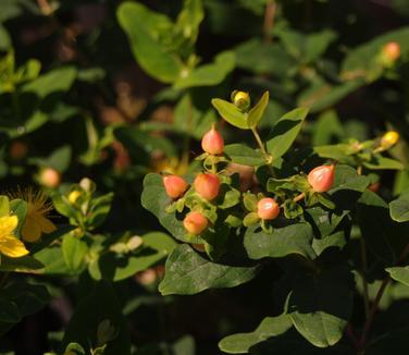 Hypericum 'pumpkin' - View 26 from www redcrocus com