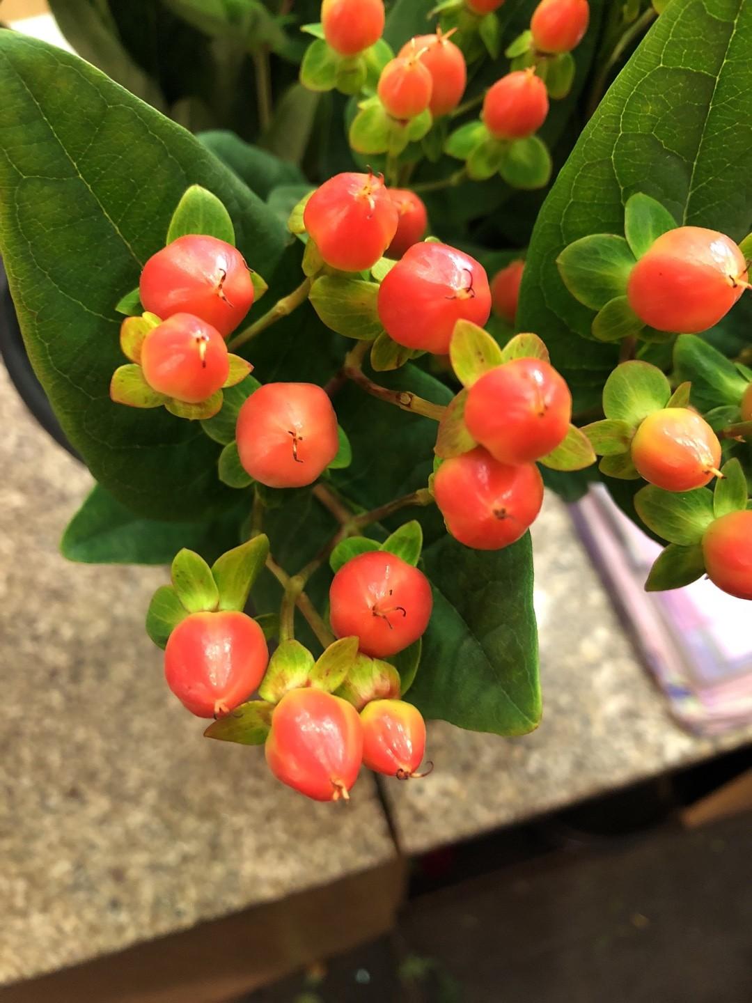 Hypericum 'pumpkin' - View 27 from www redcrocus com