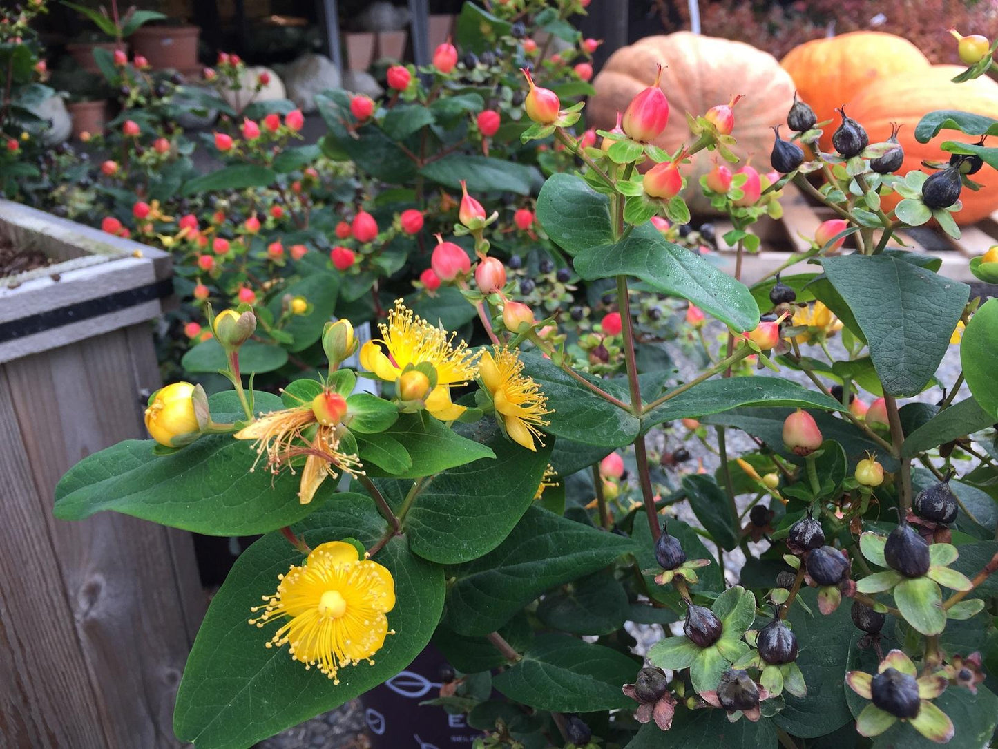 Hypericum 'pumpkin' - View 28 from www redcrocus com