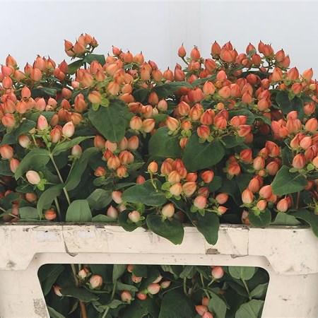 Hypericum 'pumpkin' - View 29 from www redcrocus com