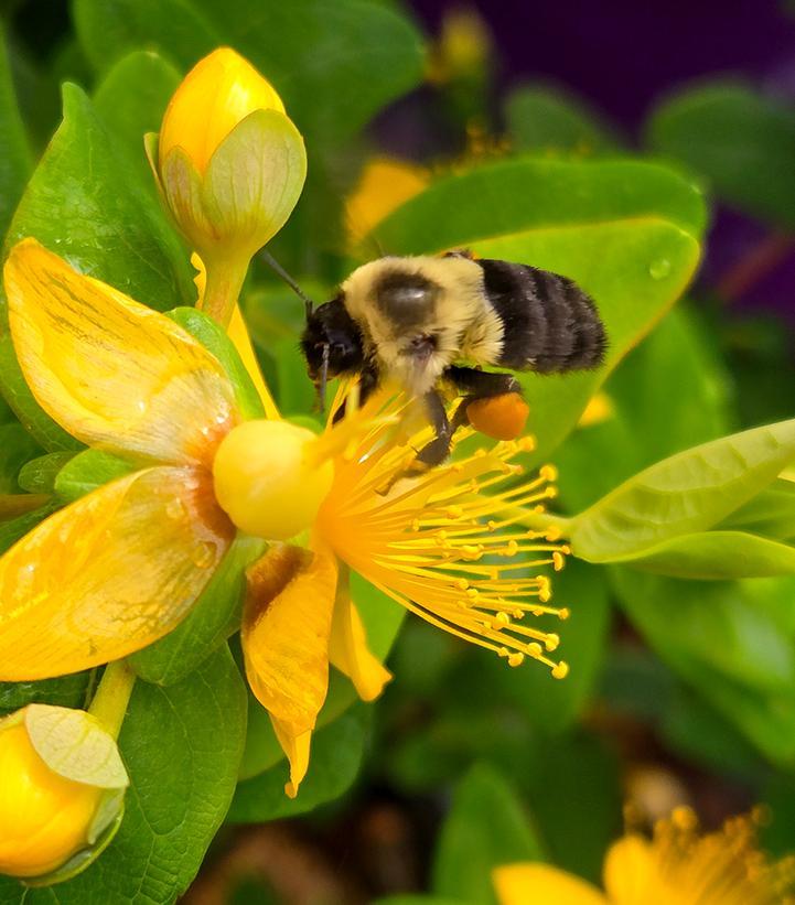 Hypericum 'pumpkin' - View 30 from www redcrocus com