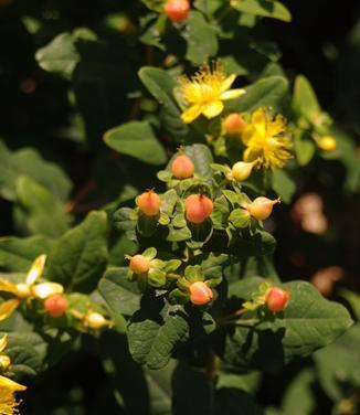 Hypericum 'pumpkin' - View 31 from www redcrocus com