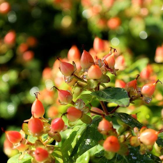 Hypericum 'pumpkin' - View 32 from www redcrocus com