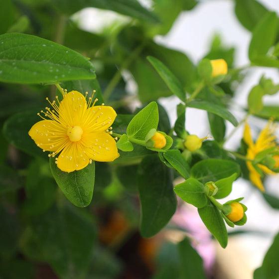 Hypericum 'pumpkin' - View 33 from www redcrocus com