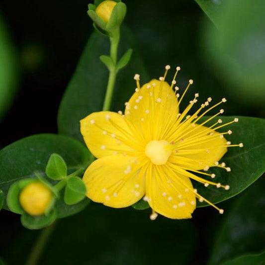 Hypericum 'pumpkin' - View 34 from www redcrocus com